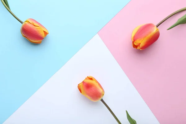 Bouquet of tulips on colorful background — Stock Photo, Image