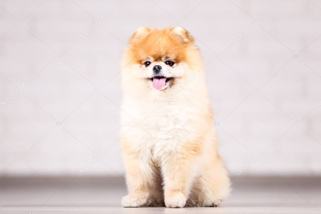 Pomeranian dog sitting on ther floor