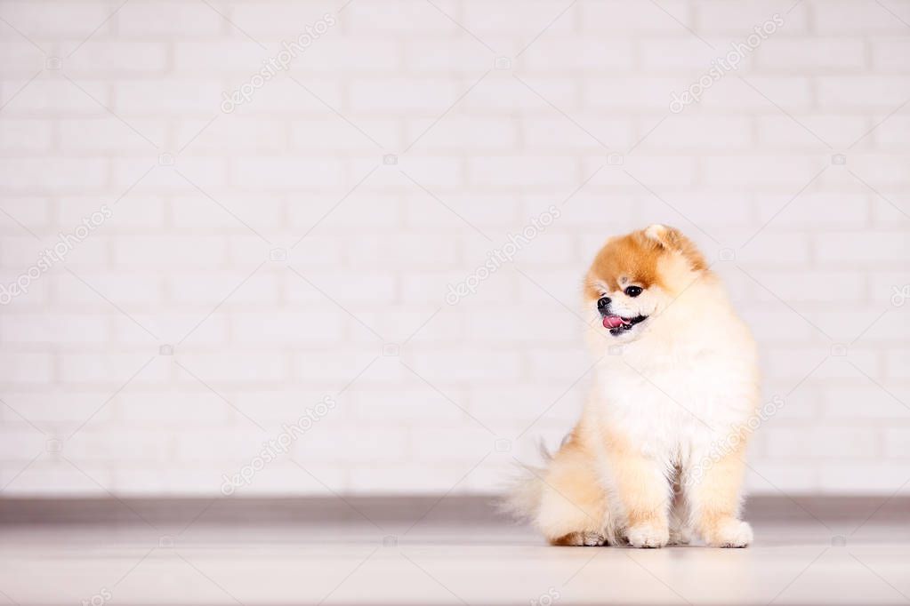 Pomeranian dog sitting on ther floor