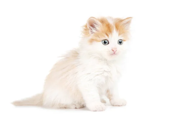 Cute Kitten Isolated White Background — Stock Photo, Image