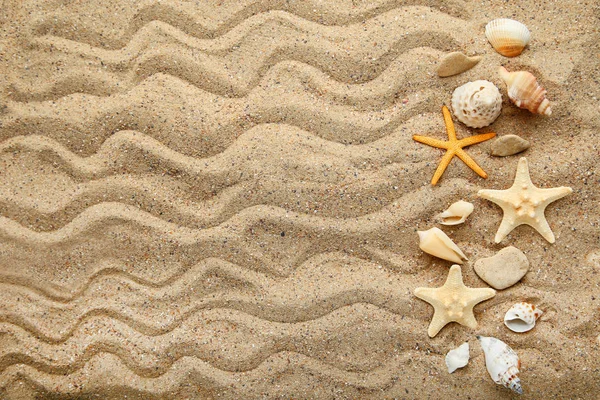 Snäckskal Och Starfishes Stranden Sand — Stockfoto