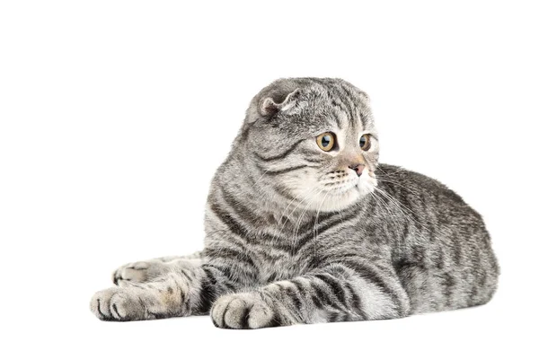 Cute cat lying on white background — Stock Photo, Image