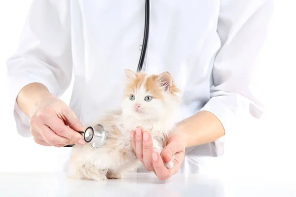 Yavru Kedi Stetoskop Ile Hayvan Hastalıklarıyla Ilgili — Stok fotoğraf