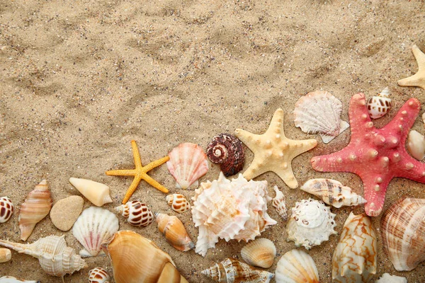 Conchiglie Stelle Marine Sulla Sabbia Della Spiaggia — Foto Stock