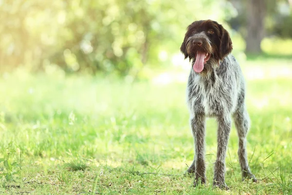 Vorsteh hund i parken — Stockfoto