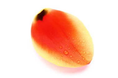 Beyaz arka plan üzerinde izole Lale petal