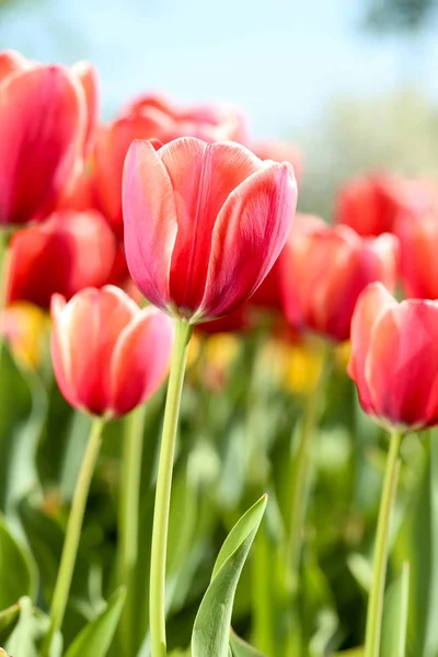 Verse rode tulp bloemen in de tuin — Stockfoto