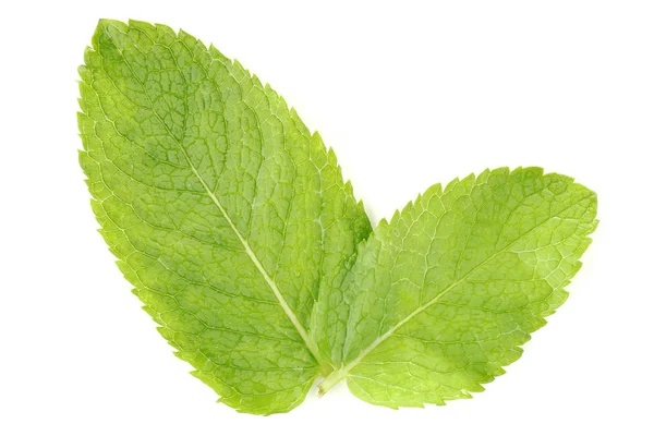 Hojas de menta aisladas sobre fondo blanco — Foto de Stock