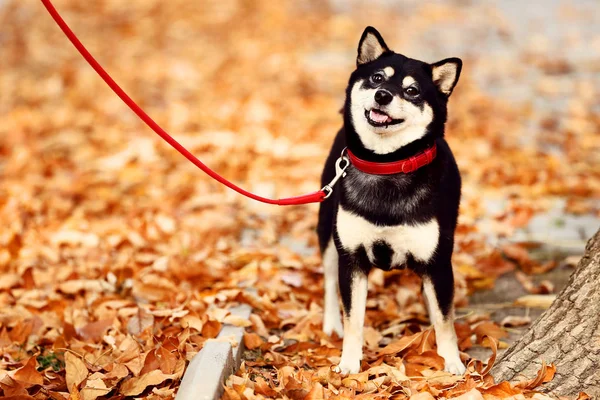 Shiba Inu Hund Höst Park — Stockfoto