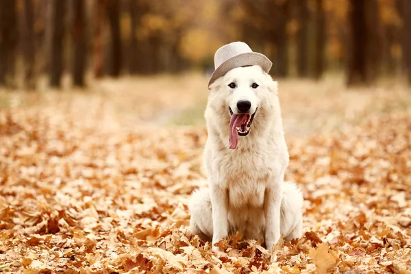 White Swiss Shepherd Dog Hat Autumn Park — Stok fotoğraf