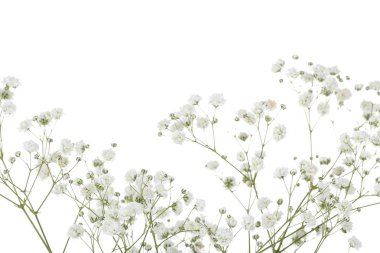 Beyaz arka plan üzerinde izole gypsophila çiçekler