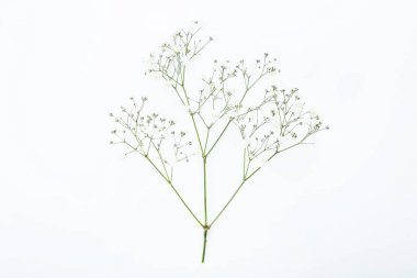 Beyaz arka planda Gypsophila çiçekler