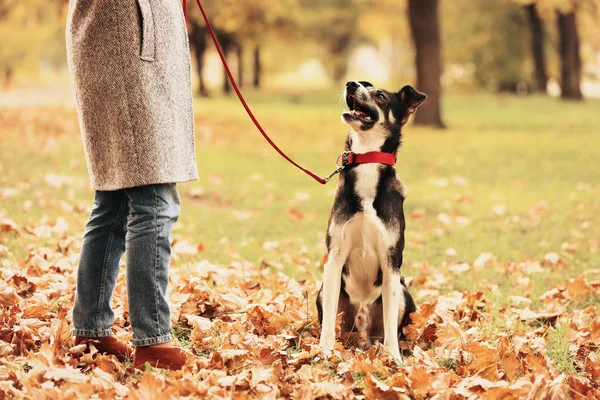 Schöner Hund Bei Herrchen Herbstpark — Stockfoto