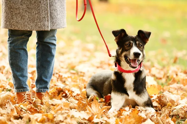 Schöner Hund Bei Herrchen Herbstpark — Stockfoto