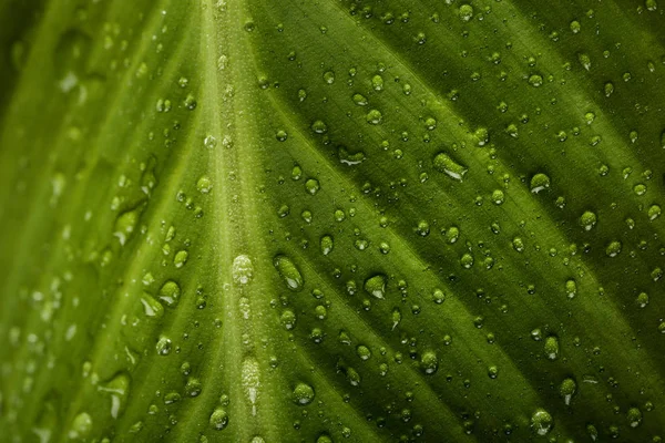 Fundo Folha Verde Com Gotas Água — Fotografia de Stock