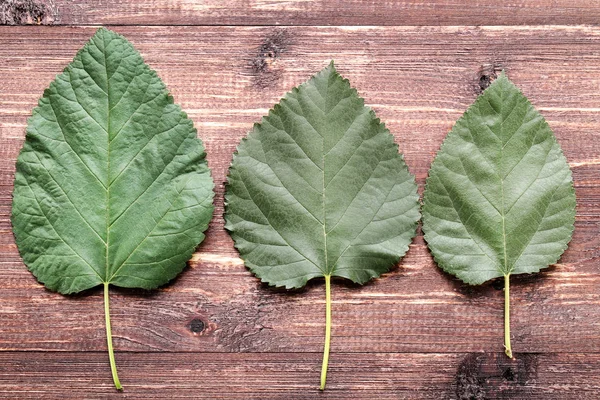Зеленые Листья Коричневом Деревянном Столе — стоковое фото