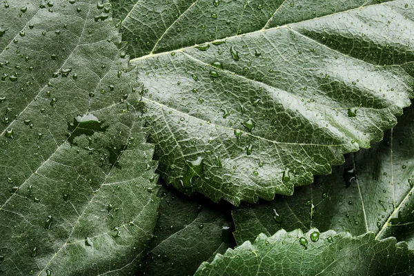 Fundo Folhas Verdes Com Gotas Água — Fotografia de Stock