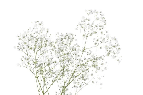 Gypsophila Flores Isoladas Fundo Branco — Fotografia de Stock