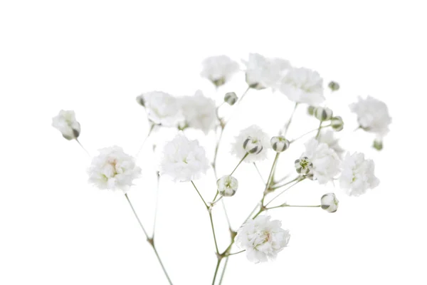 Beyaz Arka Plan Üzerinde Izole Gypsophila Çiçekler — Stok fotoğraf