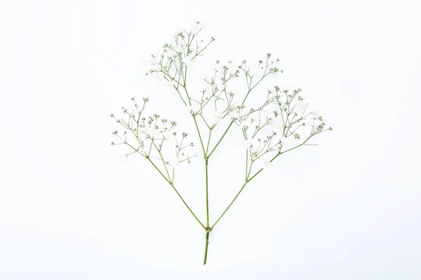 Квіти Циган Білому Тлі — стокове фото