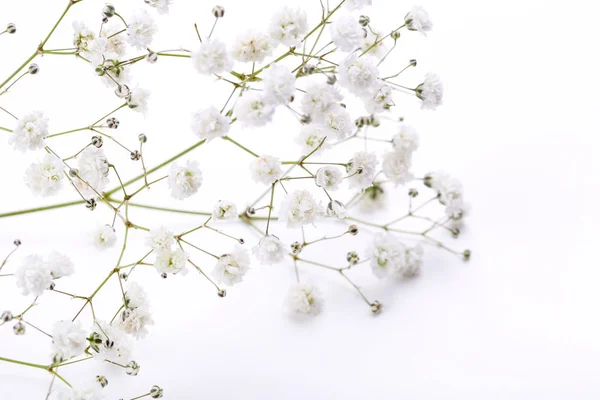 Gypsophila Blommor Vit Bakgrund — Stockfoto