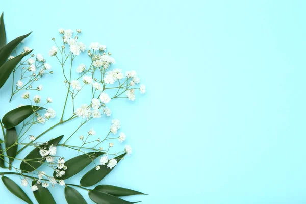 カスミソウ の花と緑の葉を青の背景に — ストック写真