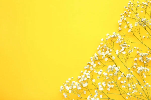 Flores Brancas Gypsophila Fundo Amarelo — Fotografia de Stock