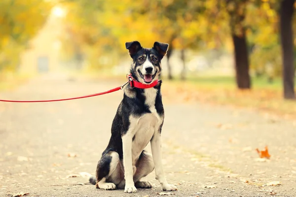 Hermoso Perro Con Collar Parque Otoño — Foto de Stock