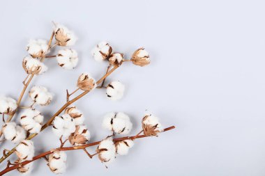 gri zemin üzerine Pamuk çiçek