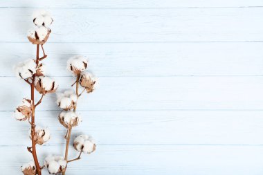 Ahşap masa üzerinde pamuk çiçekli ağaç dalı