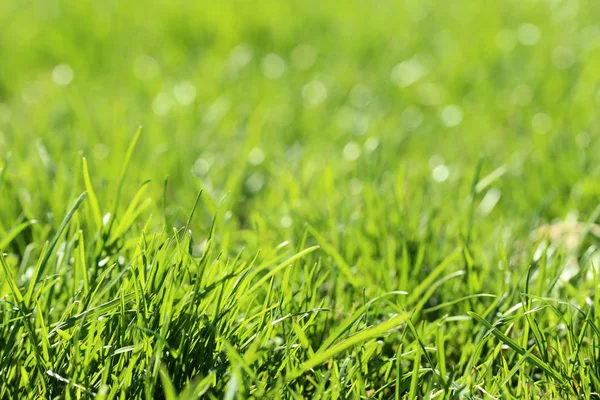 Background Green Grass — Stock Photo, Image