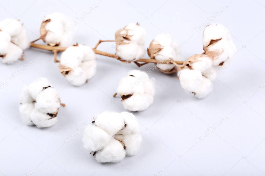 Tree branch with cotton flowers on grey background