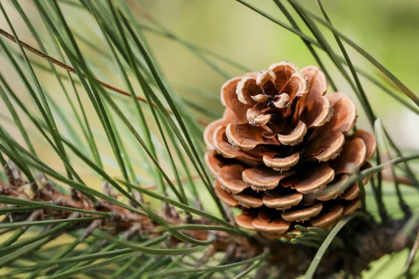 Cone de pinheiro na árvore de galhos — Fotografia de Stock