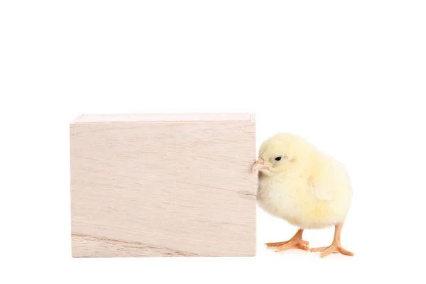 Petite poulette avec cube en bois sur fond blanc — Photo