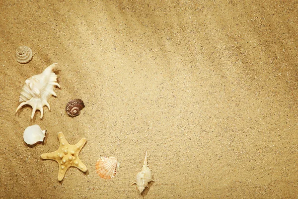 Different seashells on beach sand — Stock Photo, Image