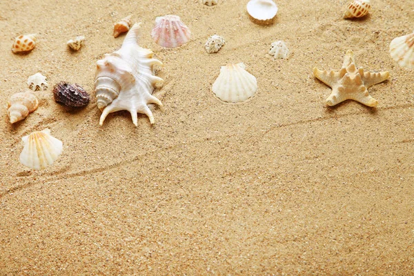 Different seashells on beach sand — Stock Photo, Image