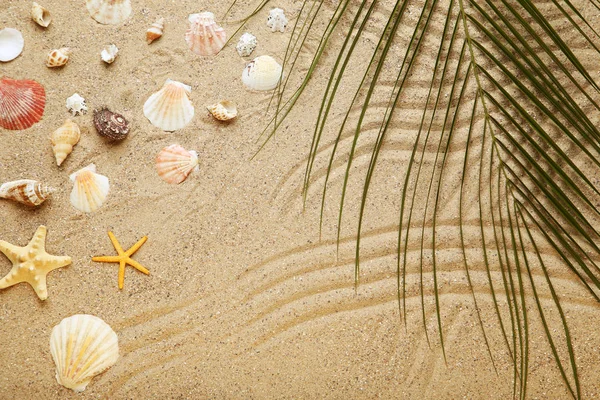 Conchas diferentes com folha de palma na areia da praia — Fotografia de Stock