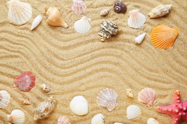Plaj kumunda farklı deniz kabukları