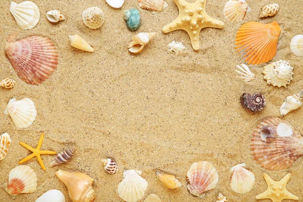 Conchas diferentes na areia da praia — Fotografia de Stock