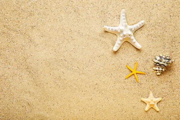 Starfishes e concha na areia da praia — Fotografia de Stock