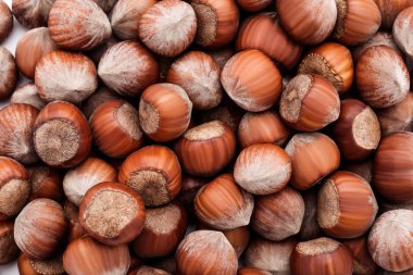 olgun fındık arka plan