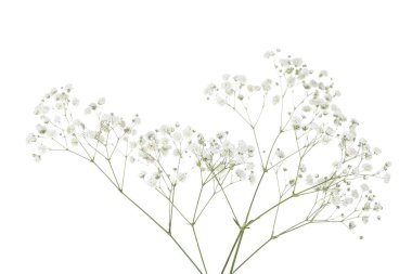 Beyaz arka plan üzerinde izole gypsophila çiçekler