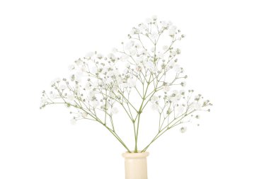 Beyaz arka planda izole vazo içinde Gypsophila çiçekler