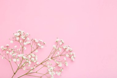 Pembe arka planda beyaz Gypsophila çiçekler