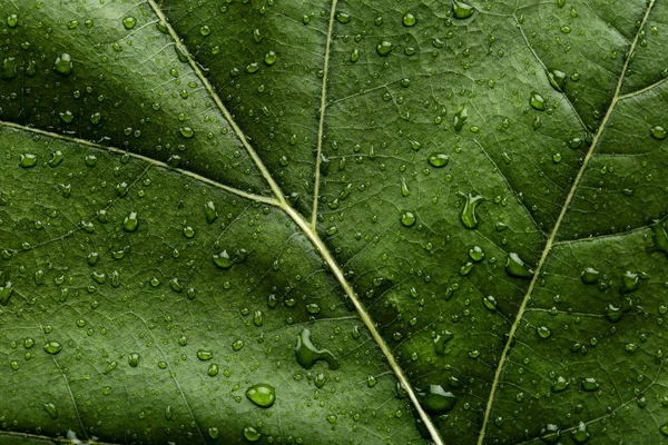 Background of green leaf with water drops — Stock Photo, Image