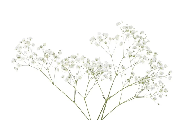 Gypsophila fleurs isolées sur fond blanc — Photo