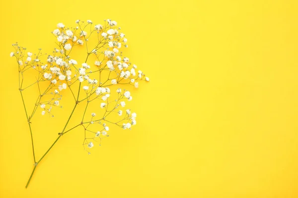 黄色の背景に白いカスミソウ。の花 — ストック写真