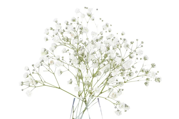 Flores de Gypsophila em vaso de vidro isolado sobre fundo branco — Fotografia de Stock