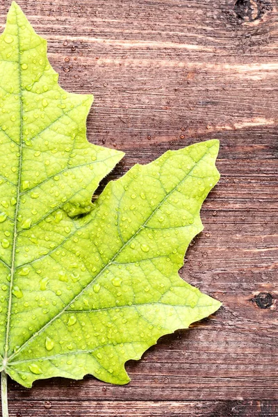 Зеленый кленовый лист с капельками воды на коричневом деревянном столе — стоковое фото