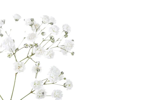 Gypsophila flores isoladas no fundo branco — Fotografia de Stock